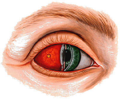 medical illustration of the eye